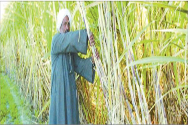 مطالبات ملحة ومنطقية من فلاحى الصعيد برفع سعر التوريد إلى 3500 جنيه للطن كحد أدنى
