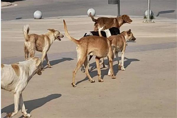40 مليون كلب ضال في شوارع القاهرة