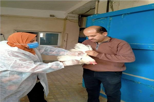 جانب من الحملات ضد مرض انفلونزا الطيور