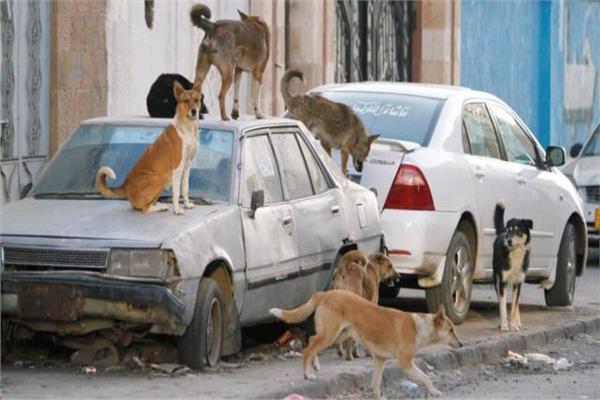 تجمع كلاب فوق سيارة