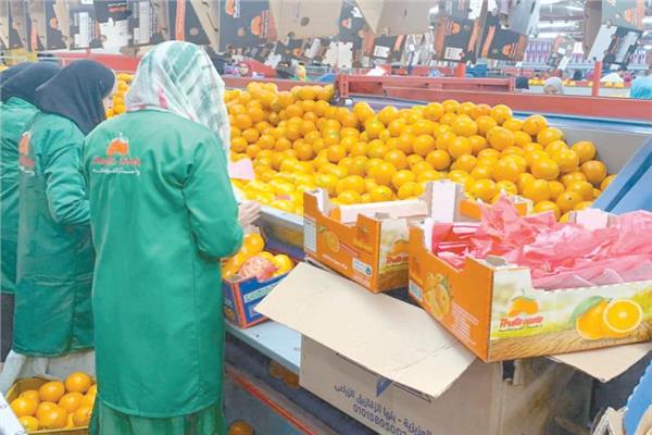 انطلاق موسم تصدير البرتقال ١٥ ديسمبر