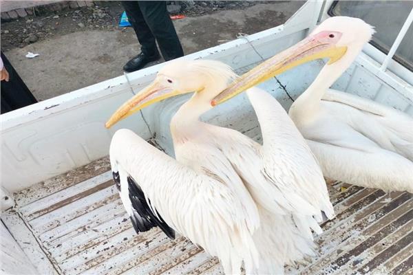 مصادرة طيور البجع من سوق السمك بالإسماعيلية 