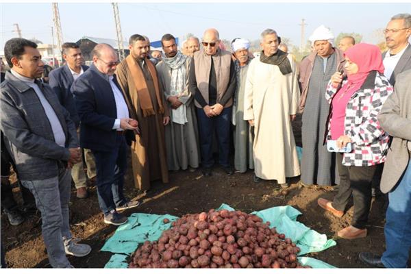 اللواء عماد كدواني، محافظ المنيا، يشهد حصاد محصول البطاطس
