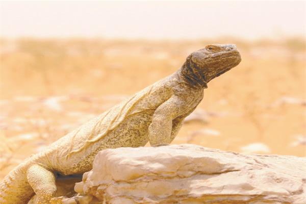 لحم الضب يحتوى على العديد من العناصر والبروتينات