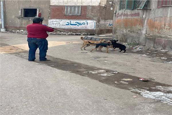  حملة مكبرة للطب البيطرى بالغربية لتحصين الكلاب الضالة 