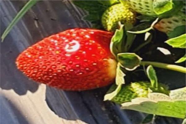  توصيات عاجلة لمزارعي الفراولة