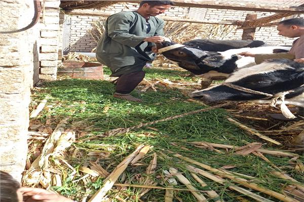الحمى القلاعية- صورة أرشيفية