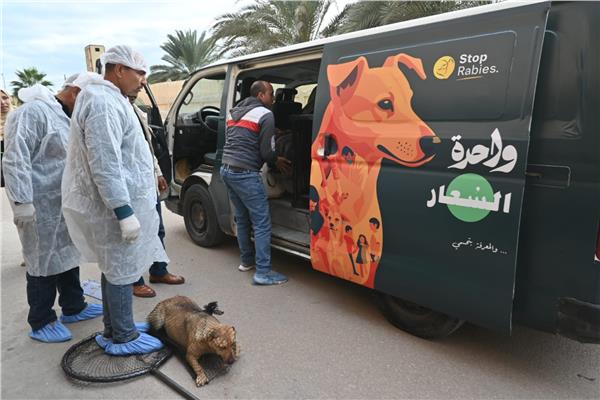 البحيرة تطلق حملة للحد من إنتشار الكلاب الضالة وتحصين وتعقيم 350 كلب 