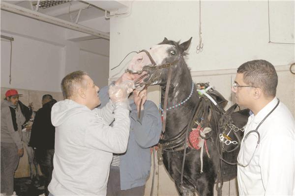 مستشفى بروك أنشئ بالإسكندرية عام 1961 يعالج 17 ألف حيوان سنويًا بالمجان
