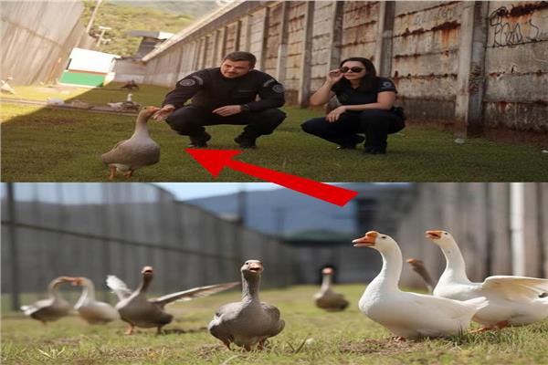  سجن ساو بيدرو دي ألكانتارا 