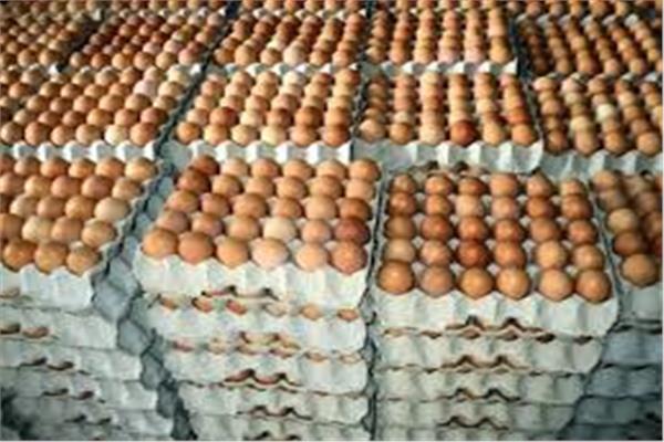 صورة موضوعية طبق البيض