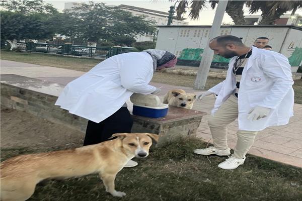 بيطري المنيا يواصل تنفيذ الحملة القومية لمكافحة السعار