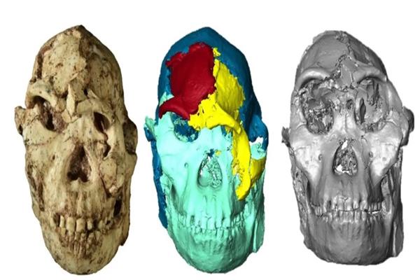  أحفورة عمرها 3.67 مليون سنة