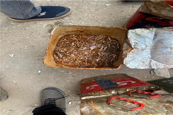 ضبط 250 كجم أسماك فاسدة 