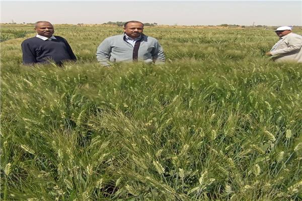 "الزراعة" تتابع البرامج البحثية والحقول الإرشادية بأسوان 