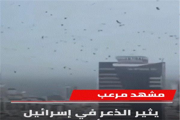 أسراب الغربان السوداء