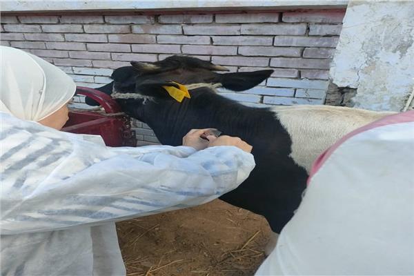 حملة التحصين الأولى لعام 2026 