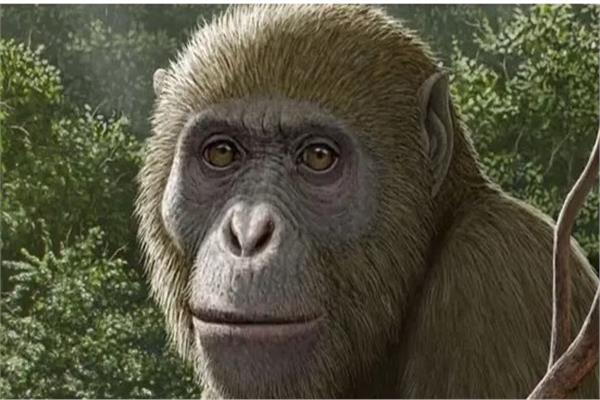 مصريبثيكوس