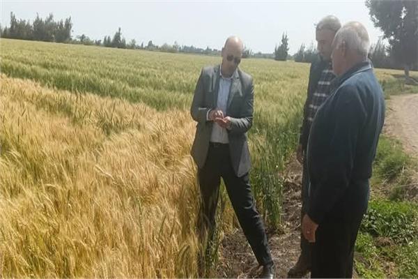 المهندس حسام الدين محفوظ ، وكيل وزارة الزراعة بالغربية