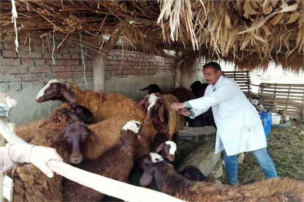 وزارة الزراعة  تحصن أكثر من مليون رأس ماشية