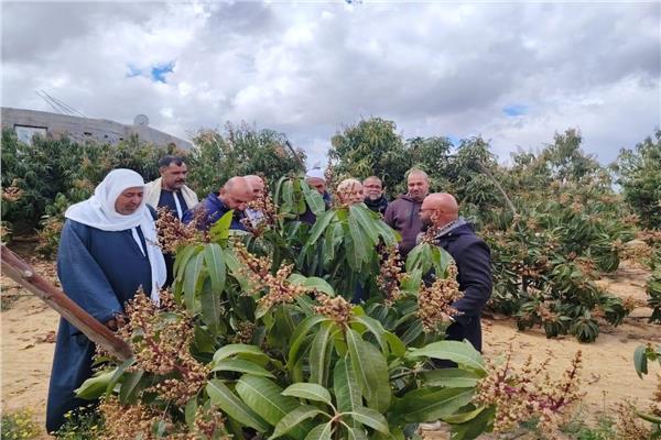صورة موضوعية