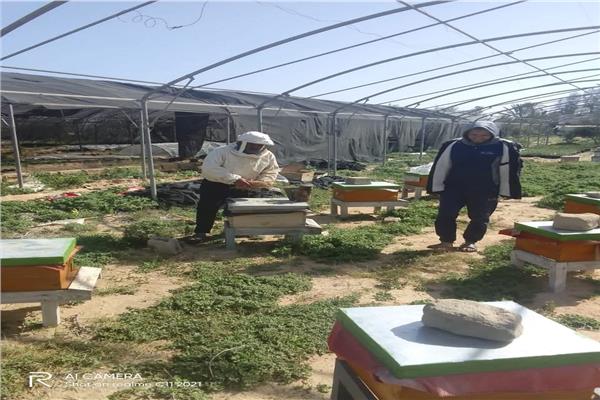 متابعة ميدانية لتعزيز الإنتاجية الزراعية  بمركز العريش
