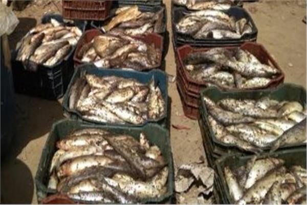 ضبط كميات من الأسماك المملحة غير صالحة 