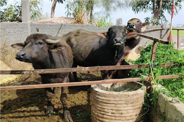 تمويل 1338 مشروعًا صغيرًا من صندوق التنمية المحلية