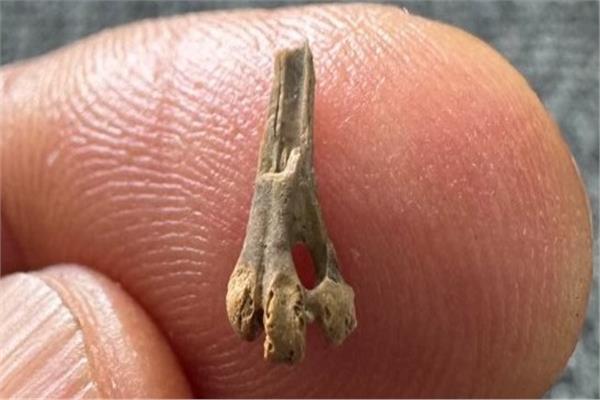  بقايا طائر عمرها 40 مليون عام تعيد كتابة التاريخ
