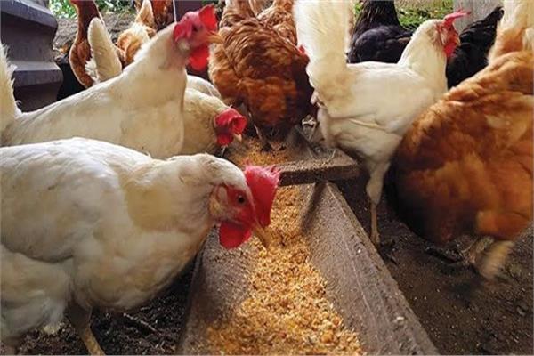  أسعار الفراخ فى البورصة اليوم الخميس 