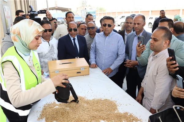 «الذهب الأصفر» يتلألأ في أراضي القليوبية