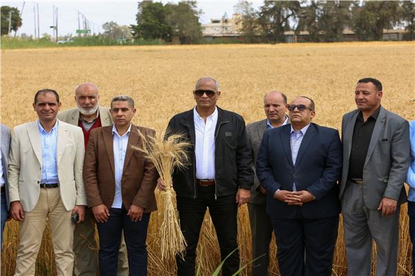 محافظ كفر الشيخ و موسم حصاد القمح