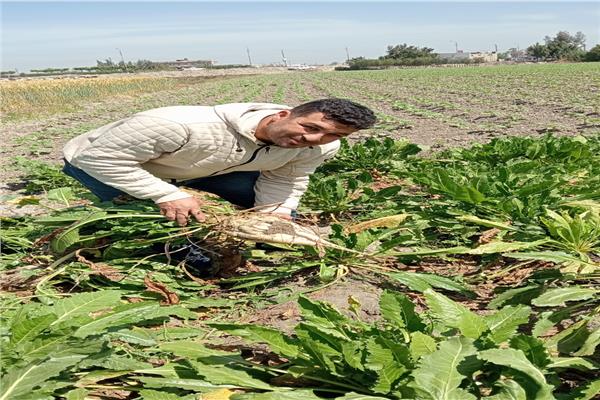 الحصاد الكبرى لبنجر السكر بالدلنجات وحوش عيسى