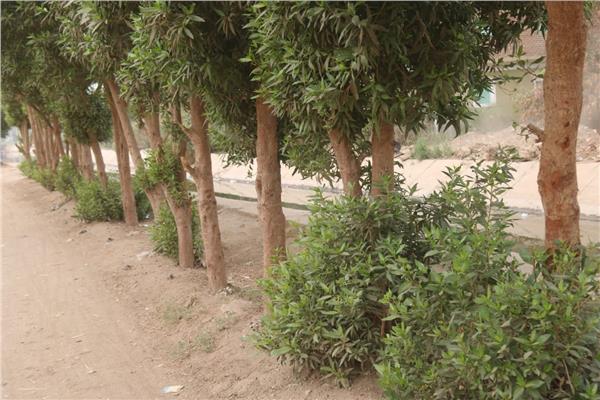 المبادرة الرئاسية «100 مليون شجرة»