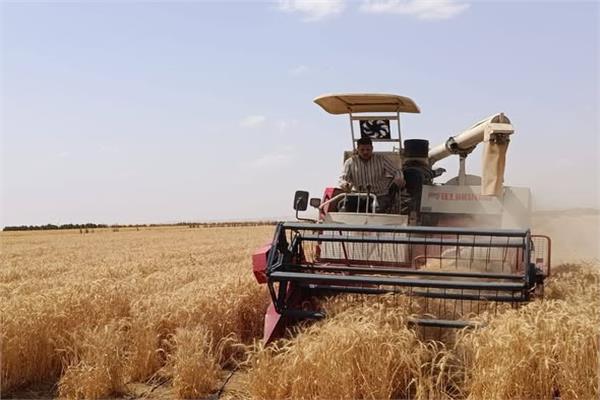  زراعة القمح بمياه مالحة