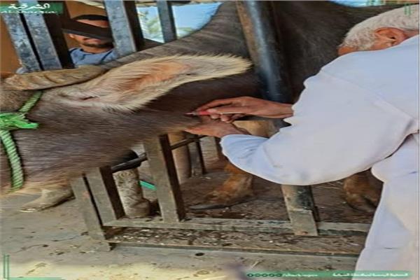  حملات مكافحة البروسيلا والسل