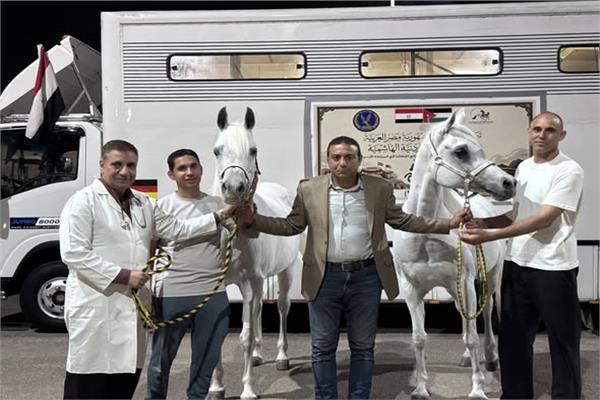  تصدير الخيول العربية