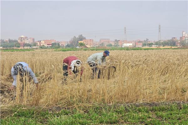 حصاد القمح