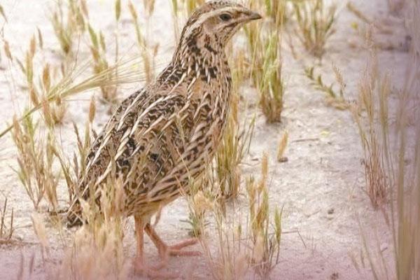 السمان طائر برى مهاجر صغير الحجم