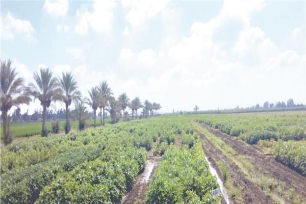 نجوى الفضالى