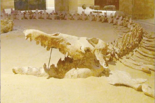 إدراج وادى الحيتان بالقائمة الخضراء لمدة ٥ سنوات