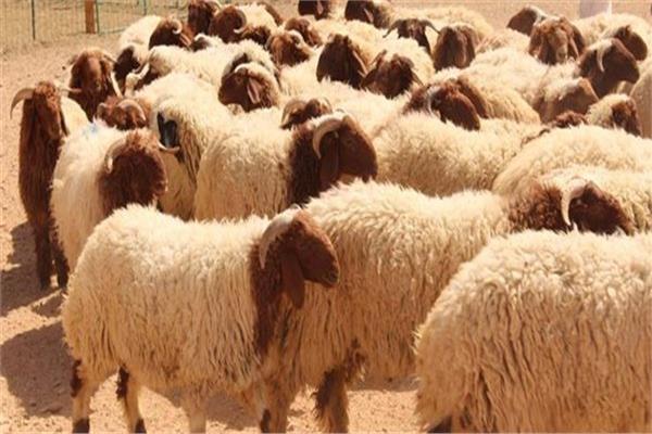 صورة موضوعية