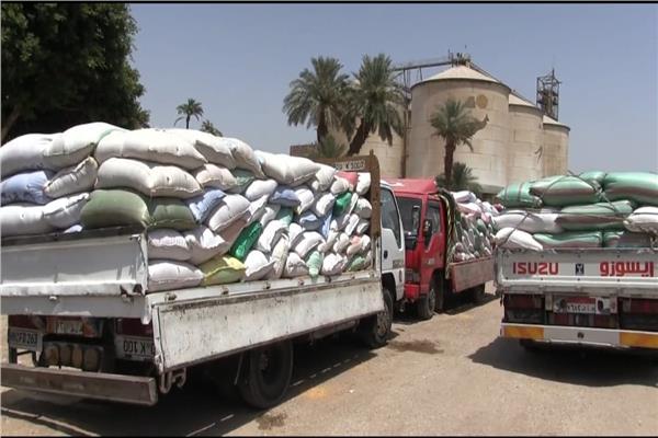 جانب من اعمال توريد القمح