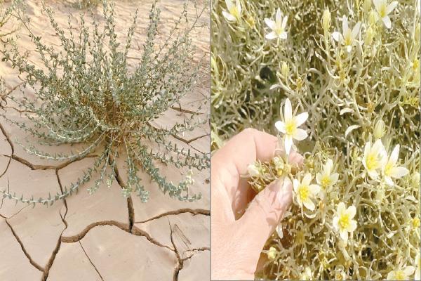 وديان وسفوح جبال سيناء ازدهرت بالنباتات الطبيعية بعد موسم الأمطار
