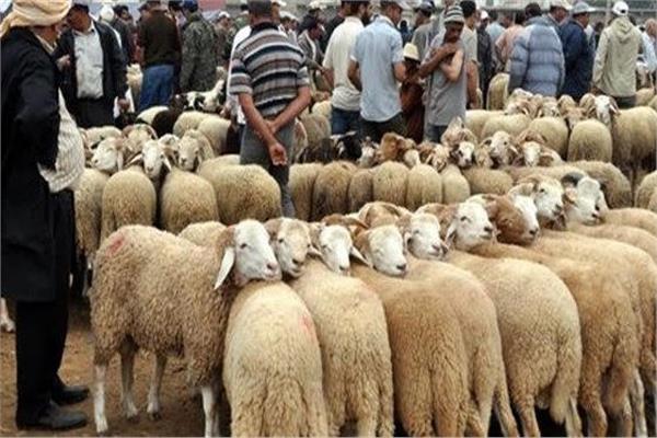 قبل الذبح.. ٦ أمور مستحبة قبل التضحية عليك معرفتها