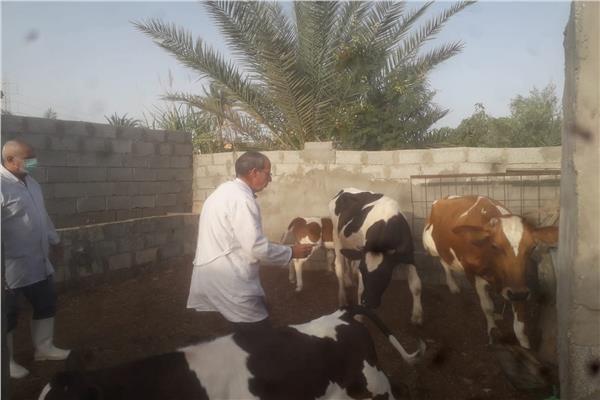 الحملة القومية لتحصين الثروة الحيوانية ضد مرضي الحمى القلاعية وحمى الوادي المتصدع