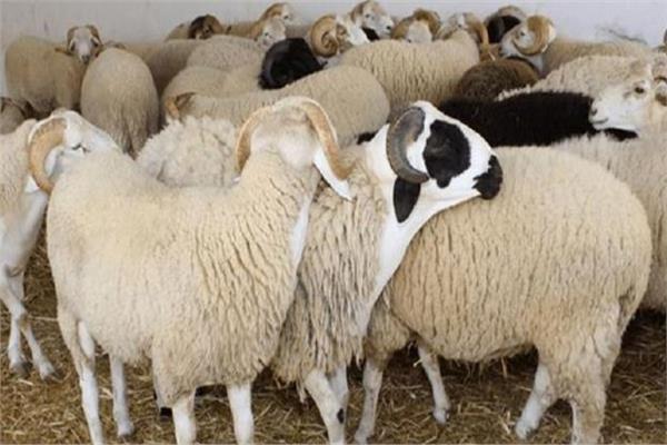 صورة موضوعية
