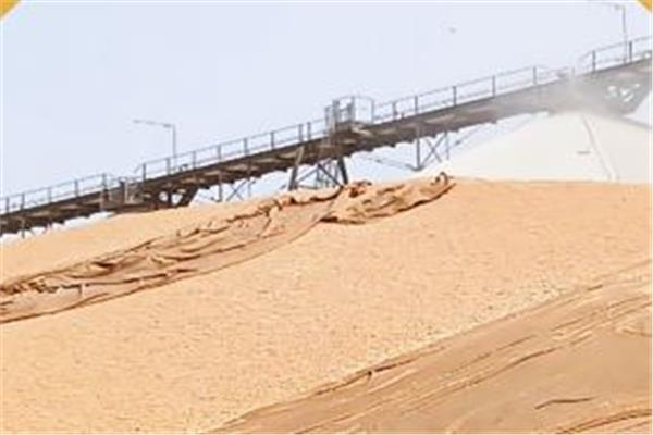 القمح