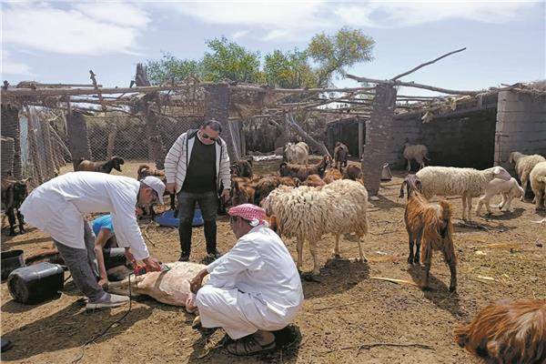 العريش.. موسم «الجلامة» للغنم سلامة