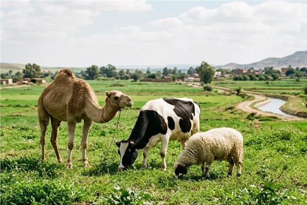 كيف تتجنب الغش وتختار أضحيتك